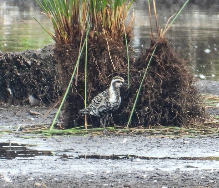American Golden Plover