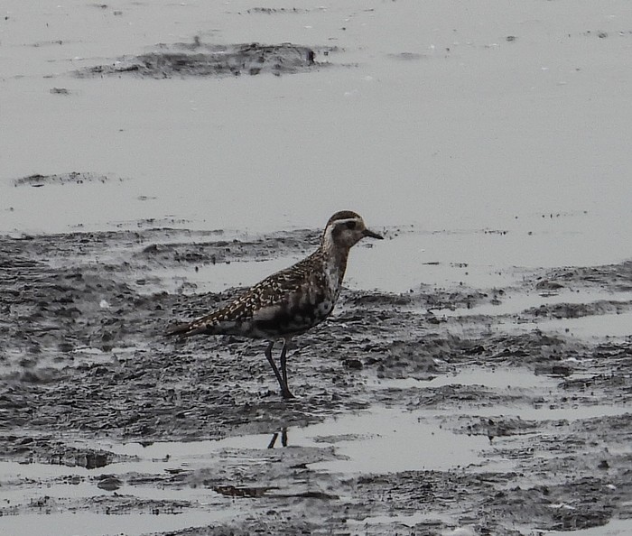 American Golden Plover