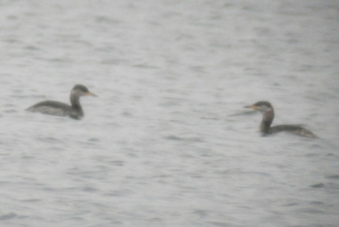 Red-necked Grebe