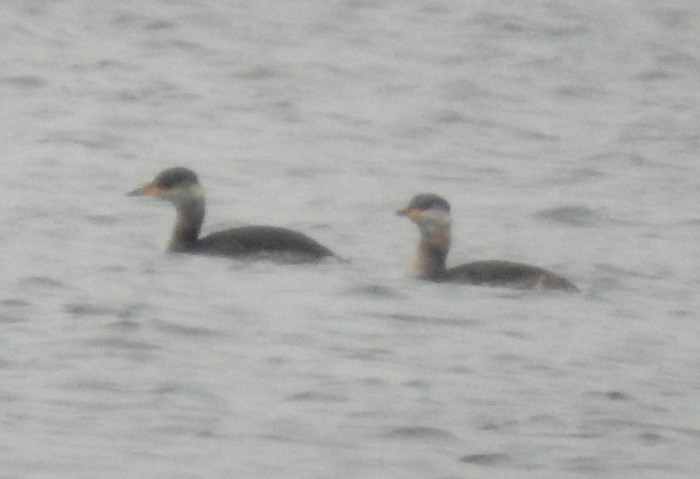 Red-necked Grebe
