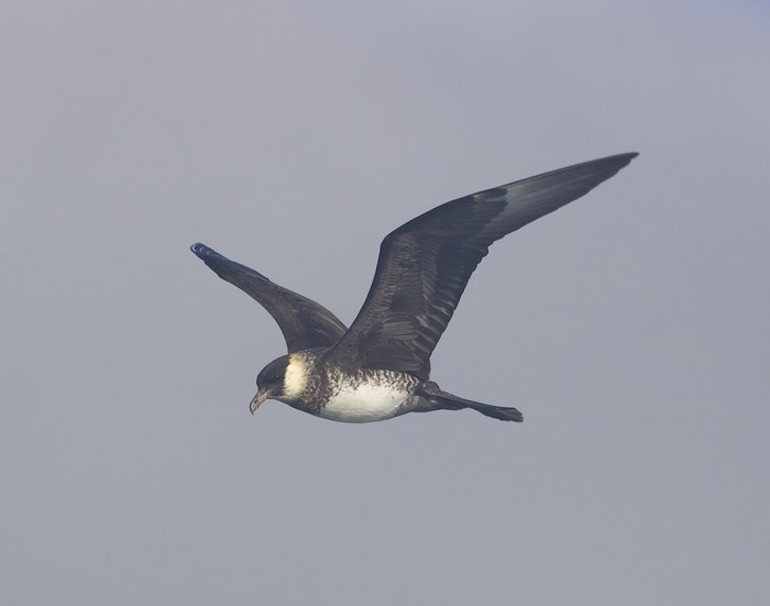 Pomarine Skua