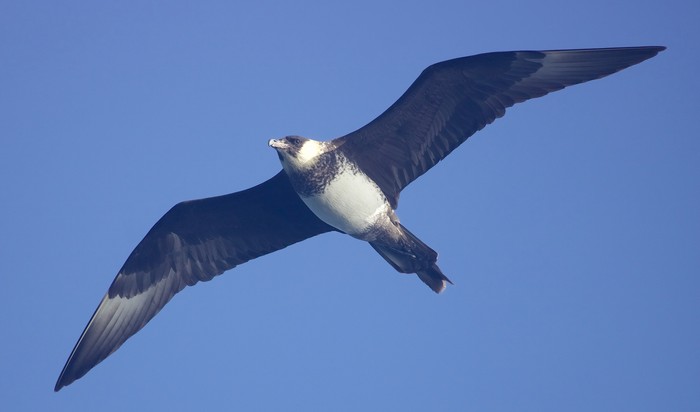 Pomarine Skua
