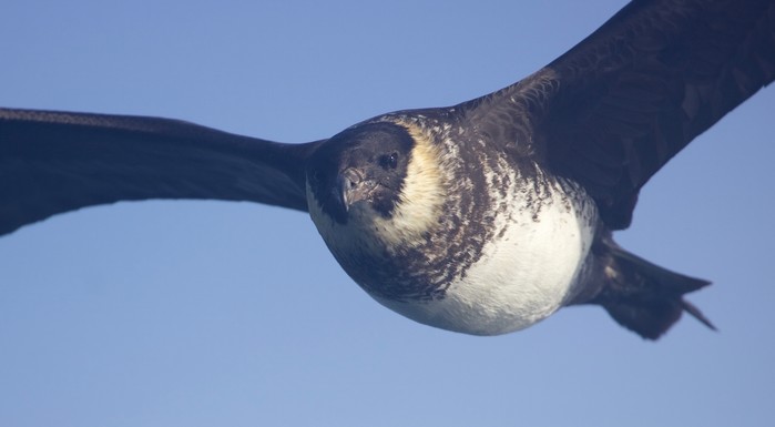 Pomarine Skua