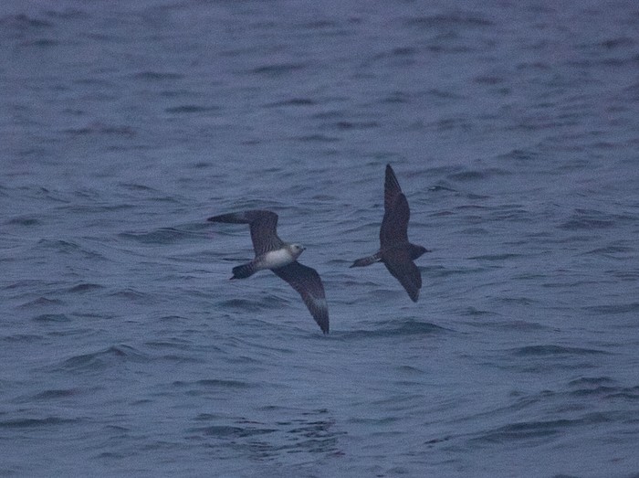 Long-tailed Skua