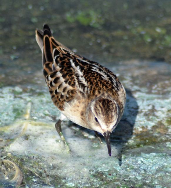 Little Stint
