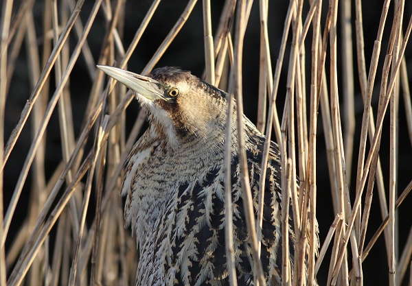 Bittern