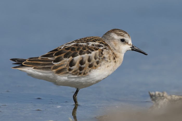 Little Stint