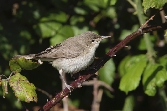 Eastern Olivaceous Warbler