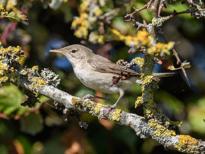 Eastern Olivaceous Warbler