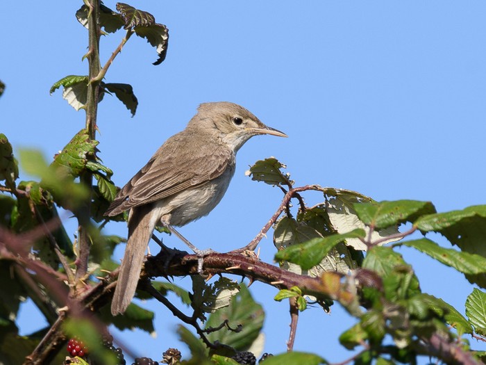 Eastern Olivaceous Warbler
