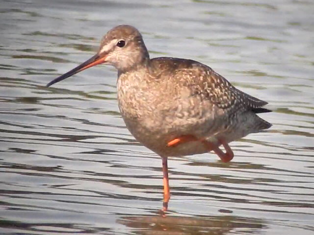 Spotted Redshank