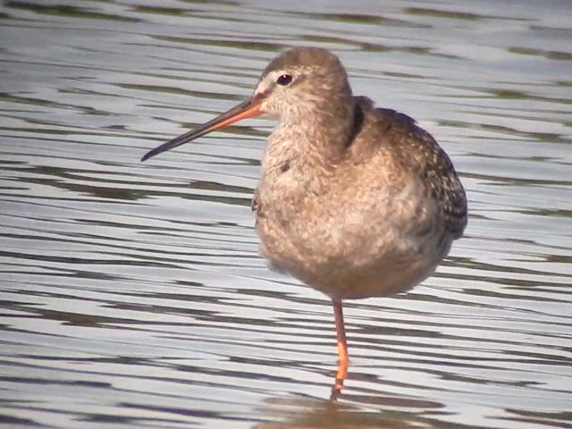 Spotted Redshank