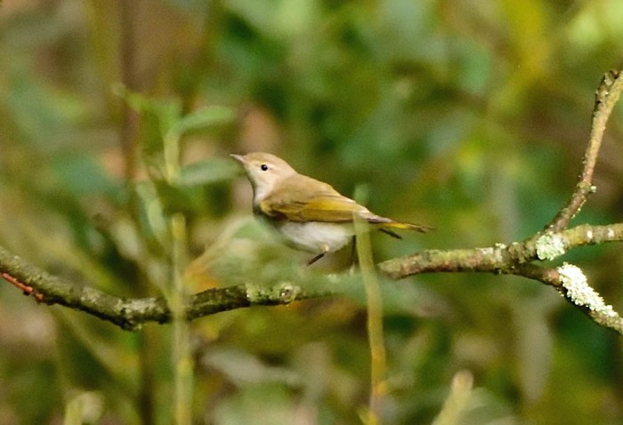 Western Bonelli's Warbler