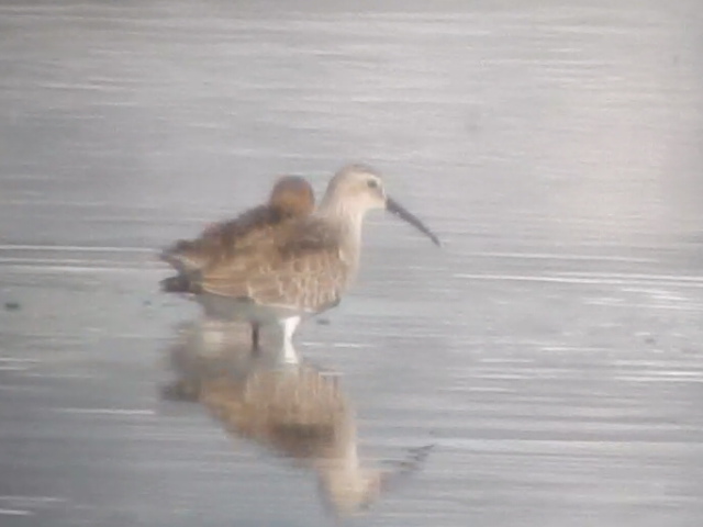 Curlew Sandpiper