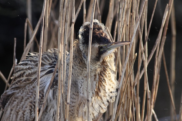 Bittern