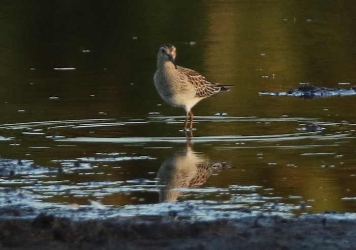 Pectoral Sandpiper