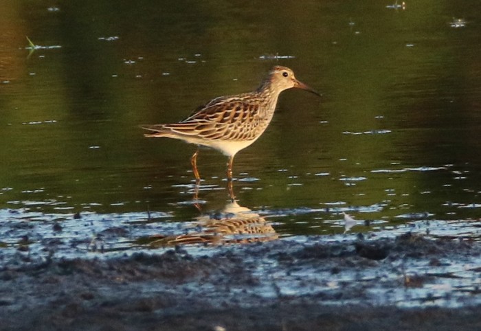 Pectoral Sandpiper