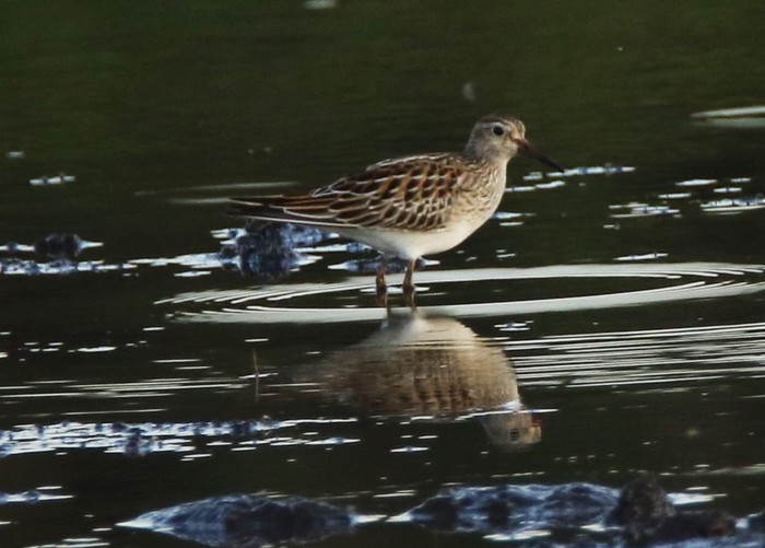 Pectoral Sandpiper