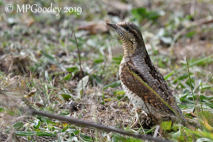 Wryneck