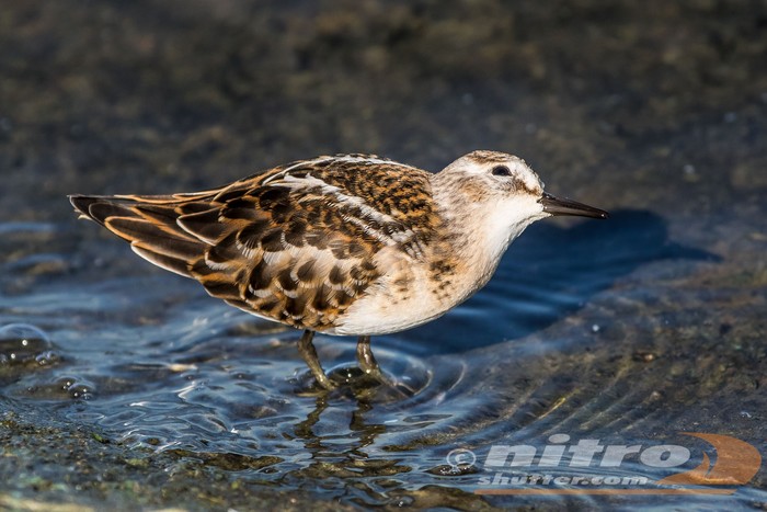 Little Stint