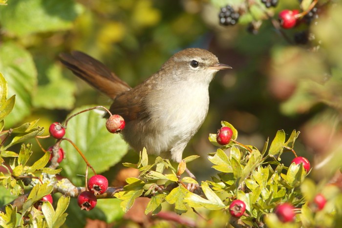 Cetti's Warbler