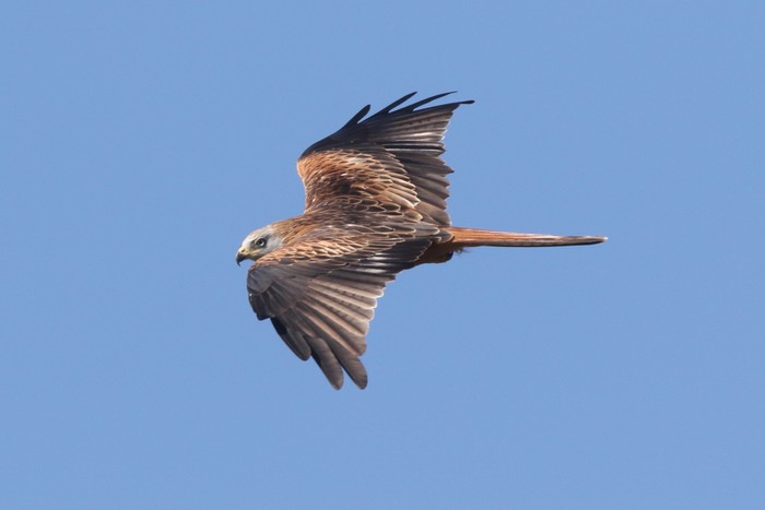 Red Kite