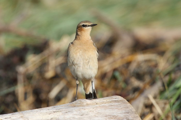 Wheatear