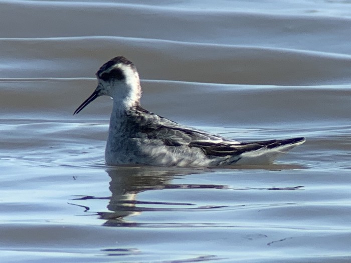 Red-necked Phalarope