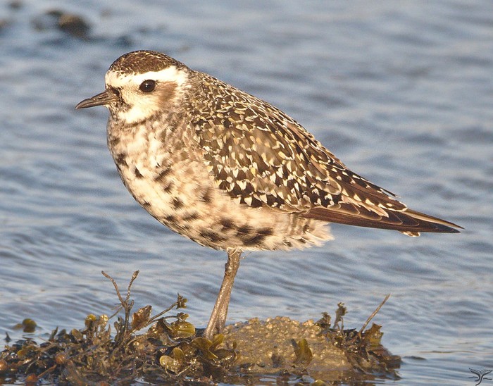 American Golden Plover