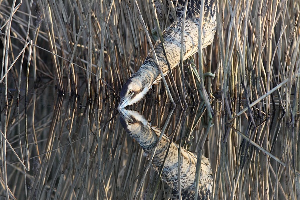 Bittern