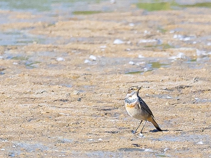 Bluethroat
