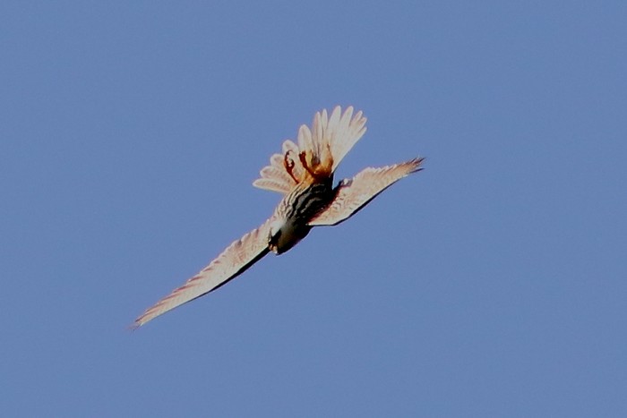 Hobby