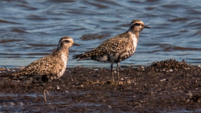 American Golden Plover