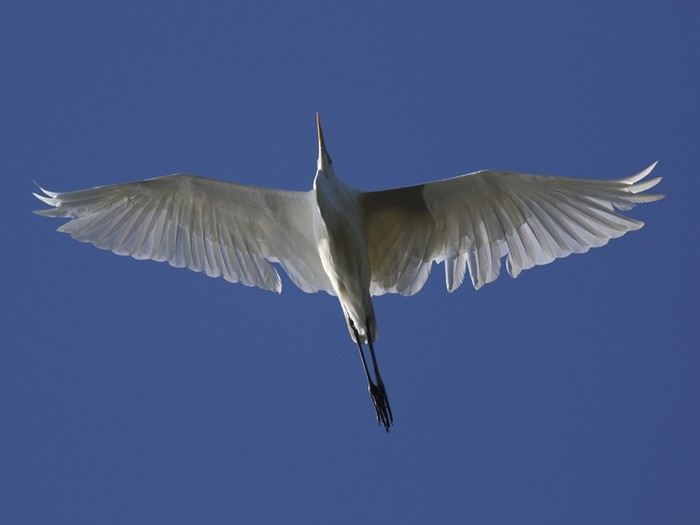 Great White Egret