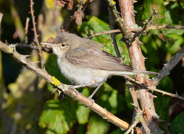 Eastern Olivaceous Warbler