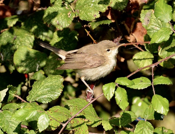 Eastern Olivaceous Warbler