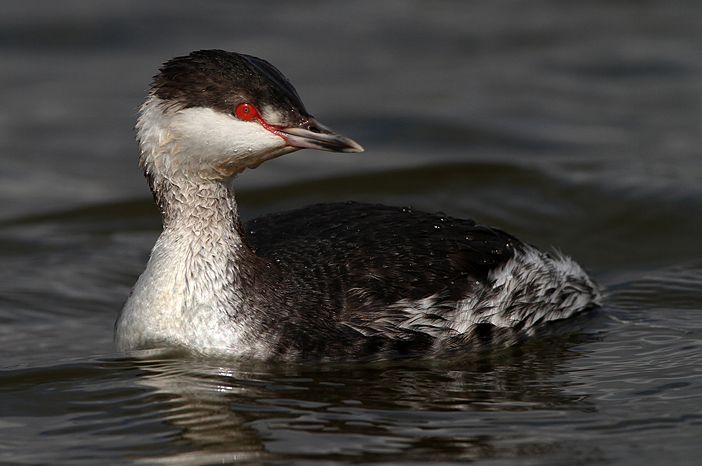 Slavonian Grebe