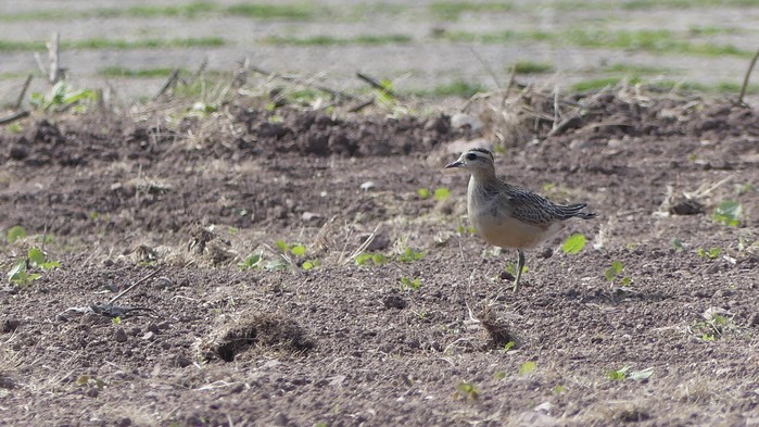 Dotterel