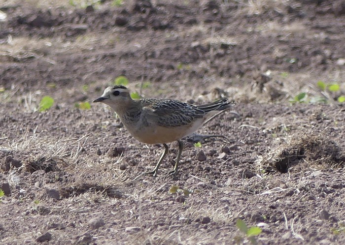 Dotterel