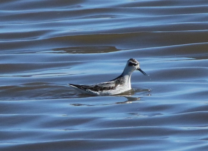 Red-necked Phalarope