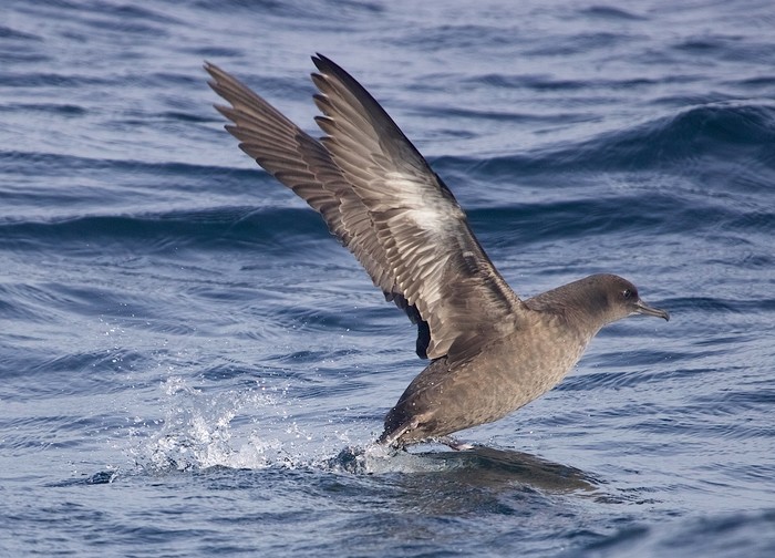 Sooty Shearwater