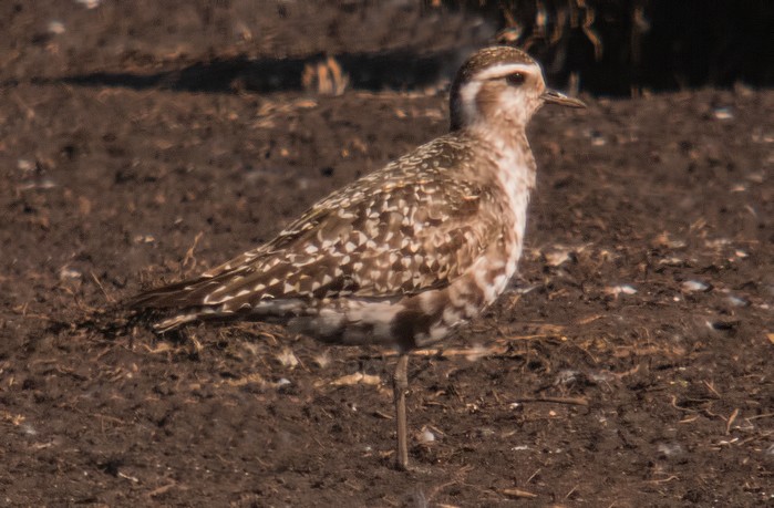 American Golden Plover