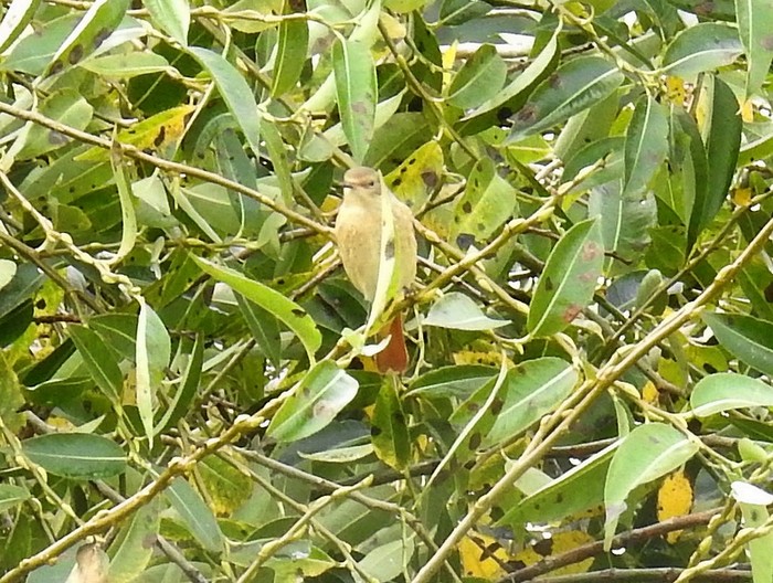 Redstart