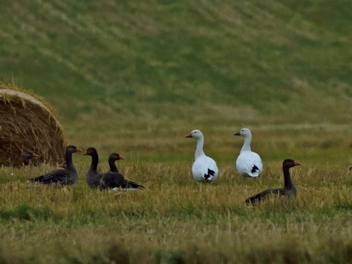 Snow Goose