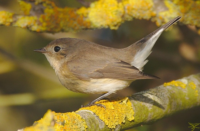 Red-breasted Flycatcher