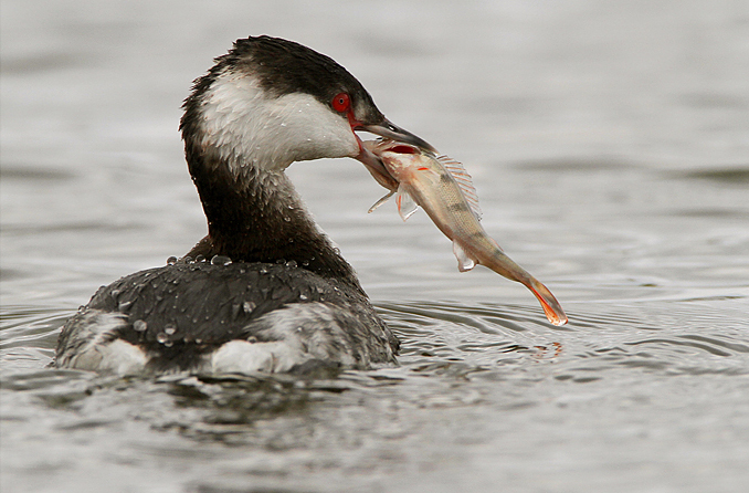 Slavonian Grebe