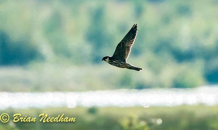Hobby