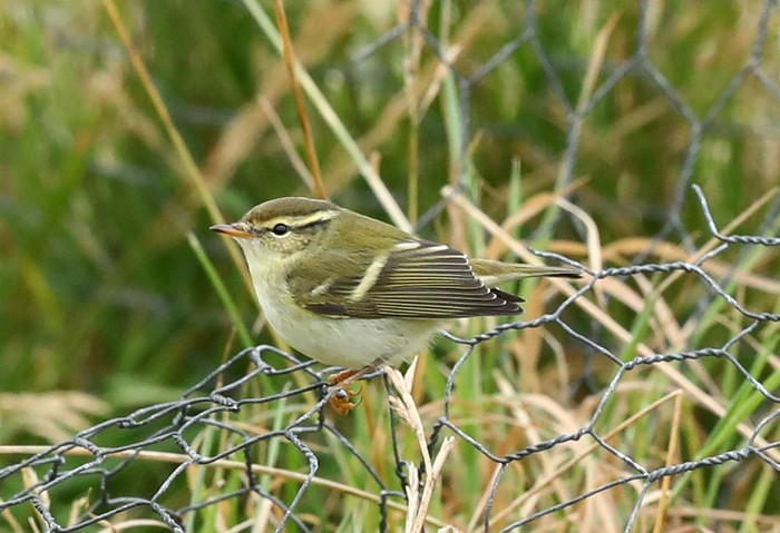 Yellow-browed Warbler