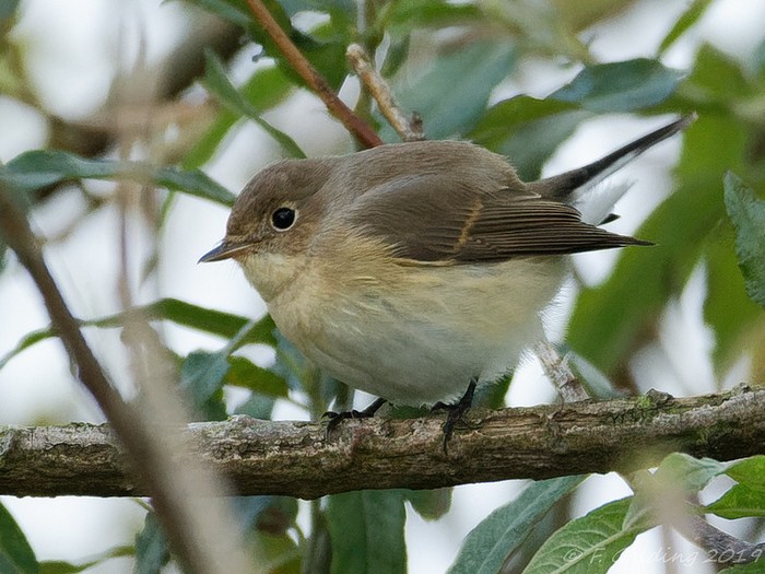 Red-breasted Flycatcher