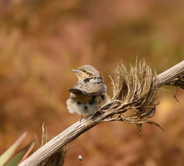 Wryneck